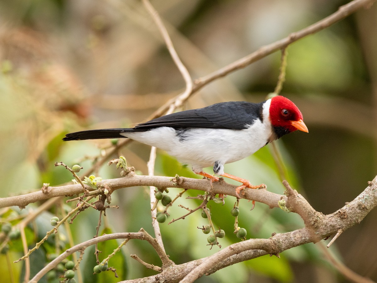 Yellow-billed Cardinal - ML644610067