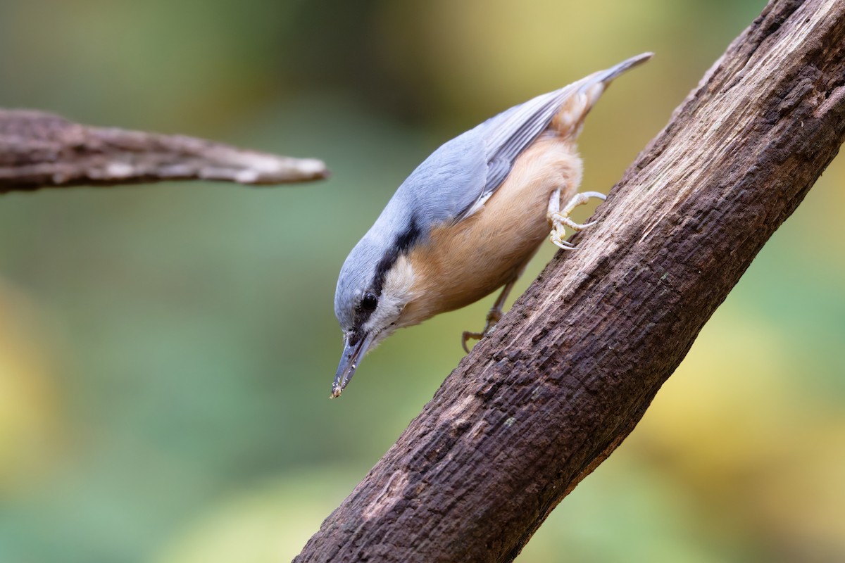 Eurasian Nuthatch - ML644610069