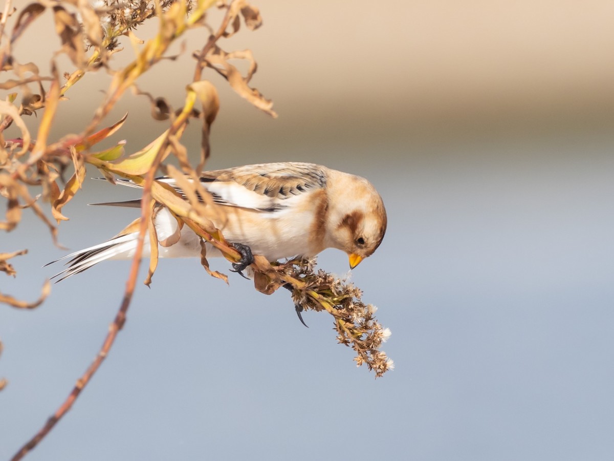 Snow Bunting - ML644610070