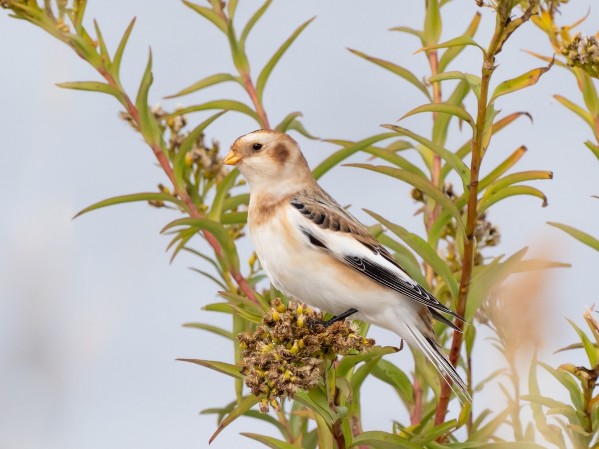 Snow Bunting - ML644610071