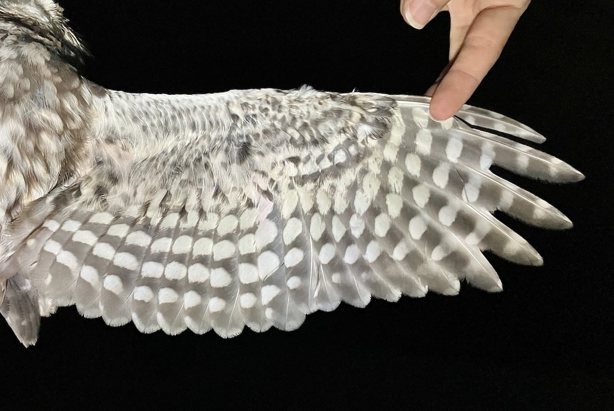 Хотны бүгээхэй - ML644610073