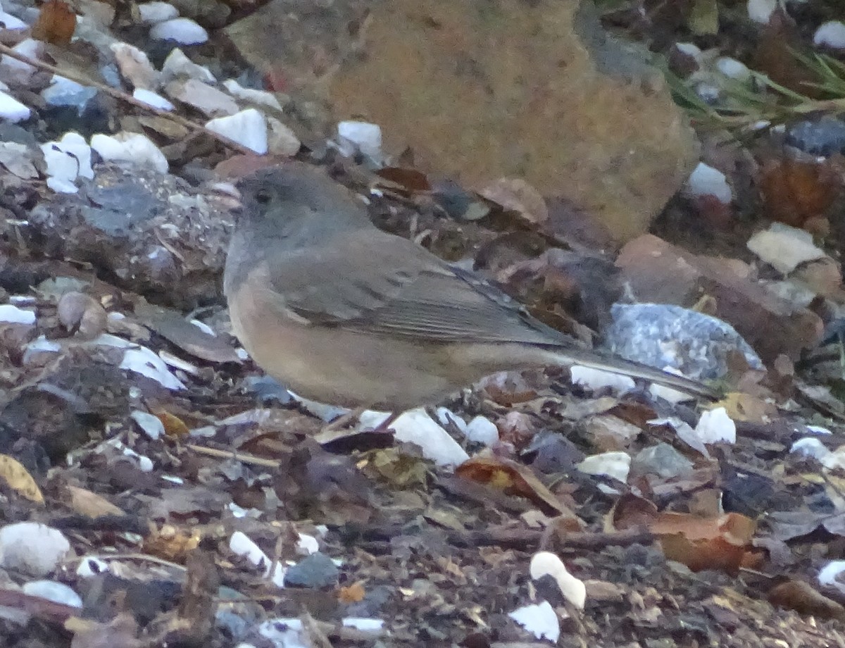 Dark-eyed Junco - ML644610077