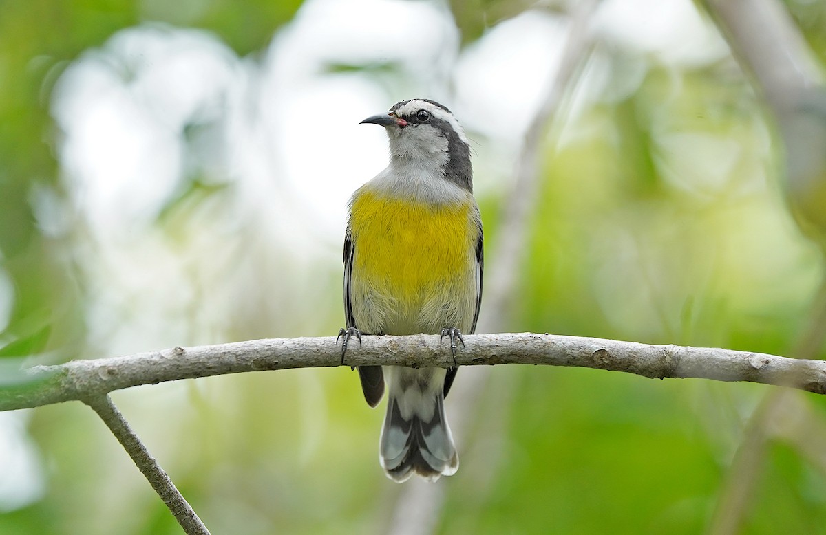 Bananaquit (Bahamas) - ML644610078