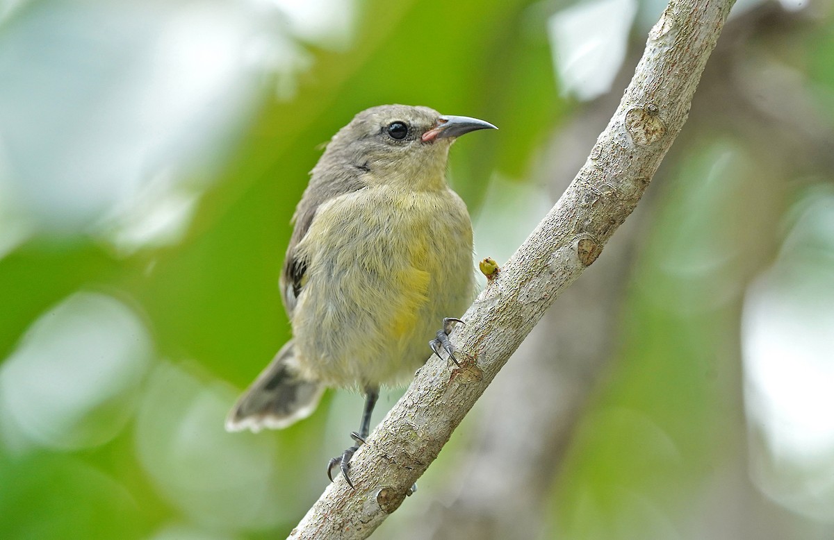 Bananaquit (Bahamas) - ML644610080
