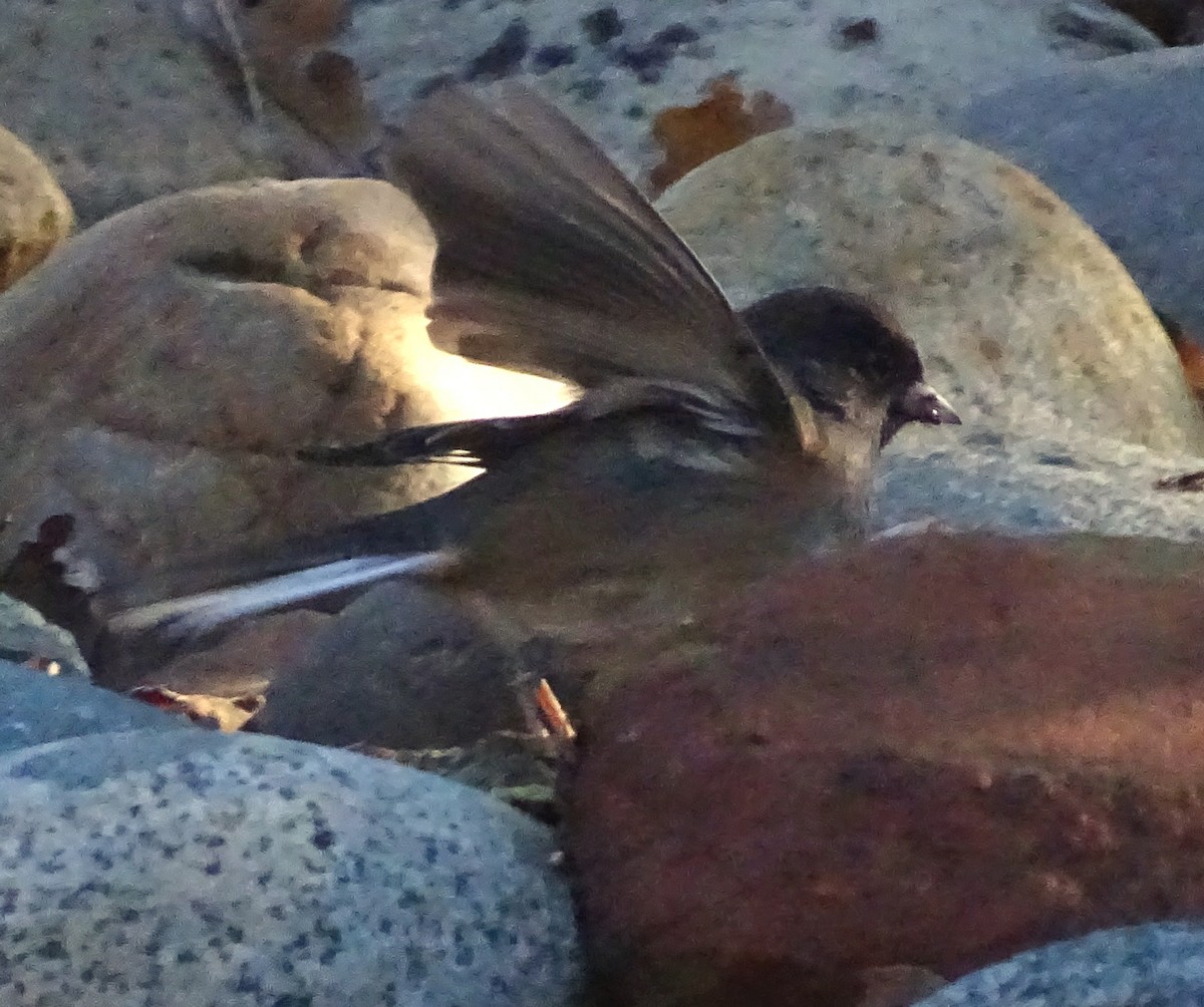 Dark-eyed Junco - ML644610082