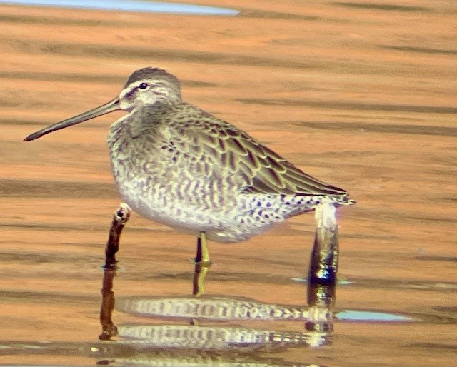 Long-billed Dowitcher - ML644610083