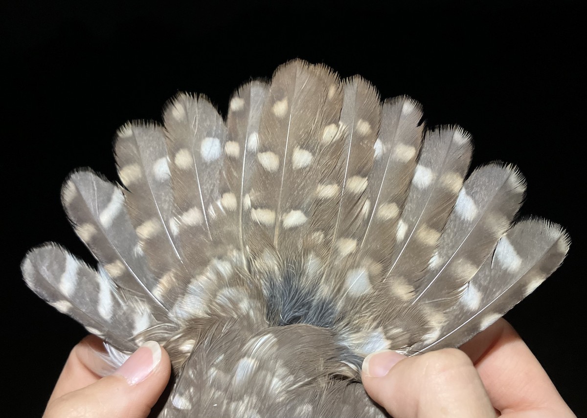 Хотны бүгээхэй - ML644610085