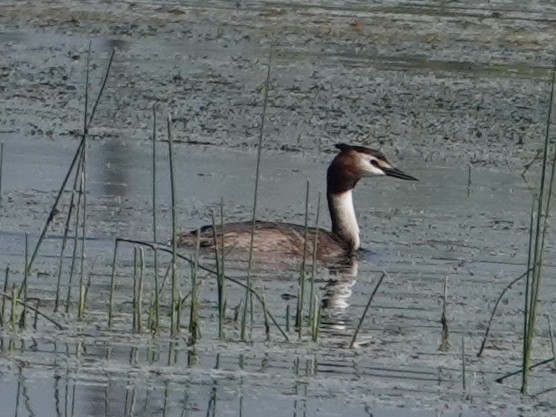 Great Crested Grebe - ML644610090