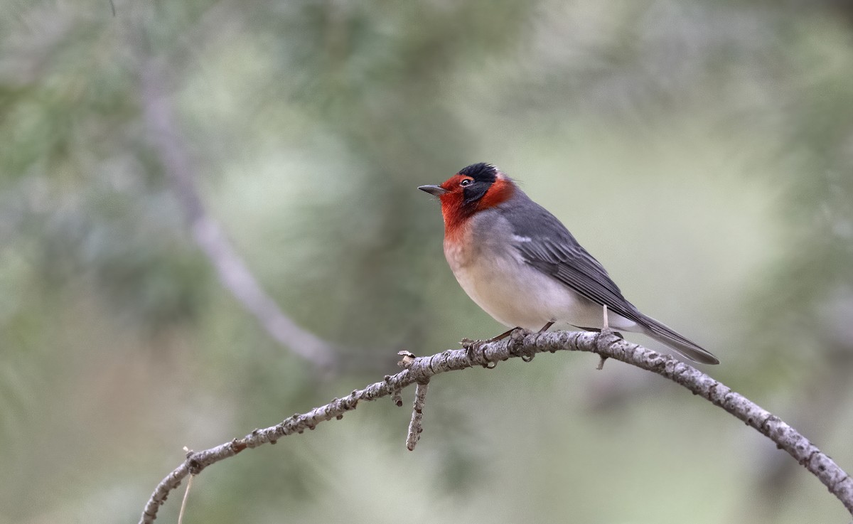 rubinparula - ML644610091