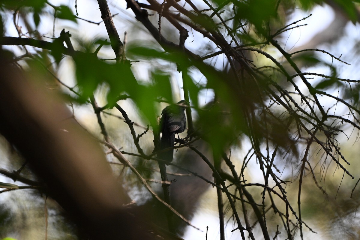 Blue Mockingbird - ML644610092