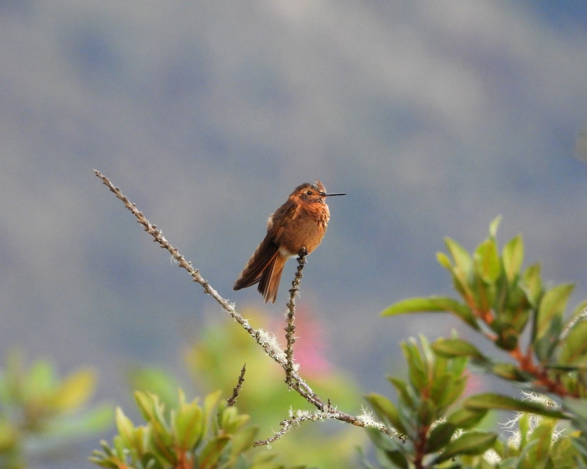 Shining Sunbeam - ML644610108