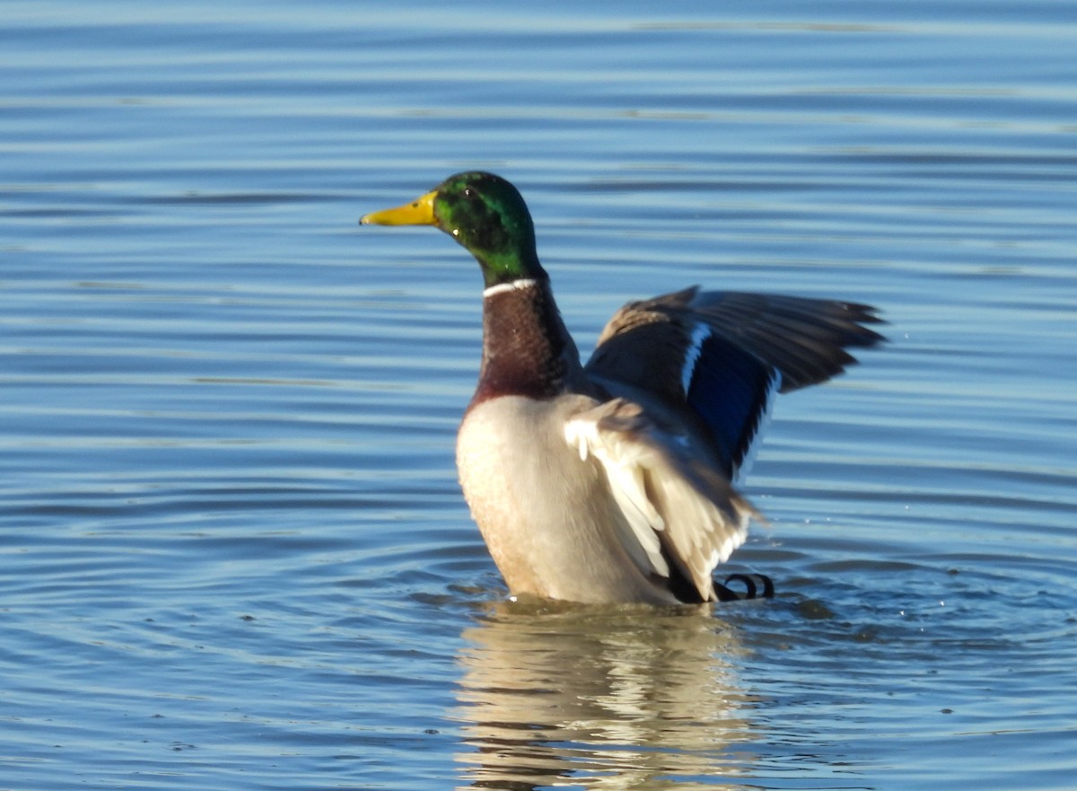 Mallard (Domestic type) - ML644610110