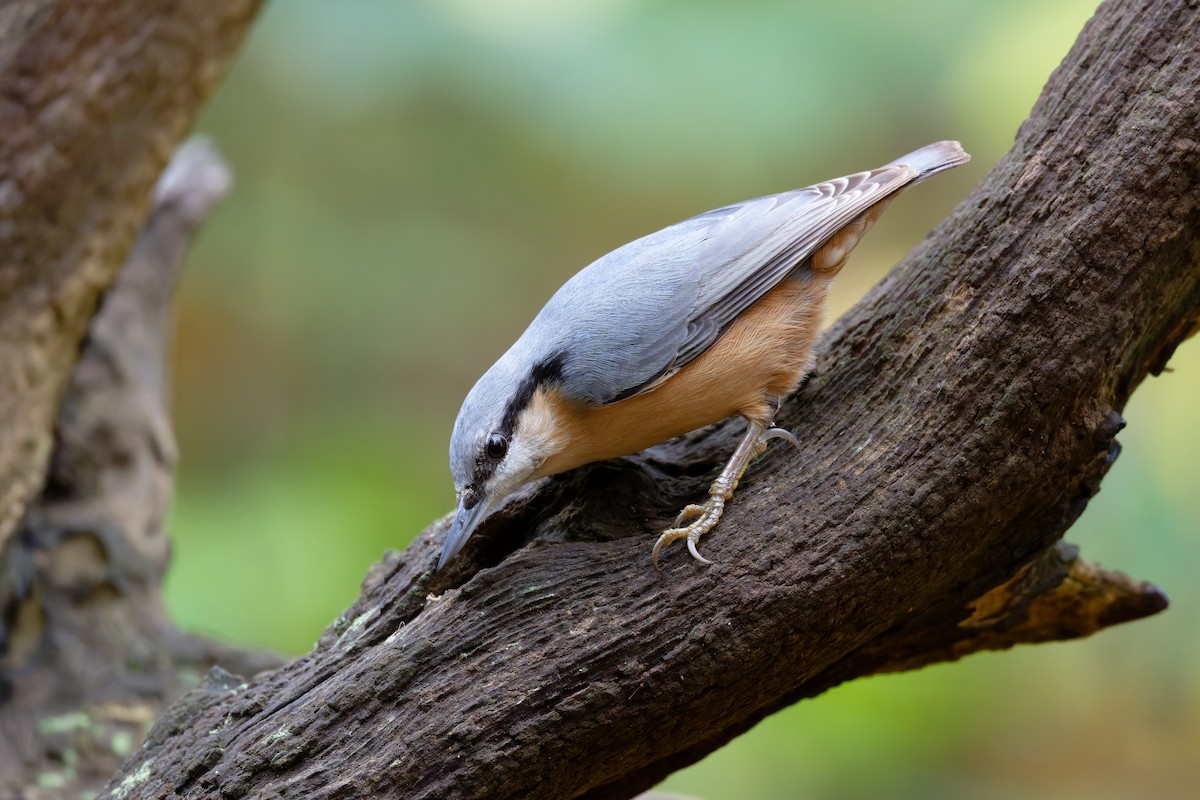 Eurasian Nuthatch - ML644610116