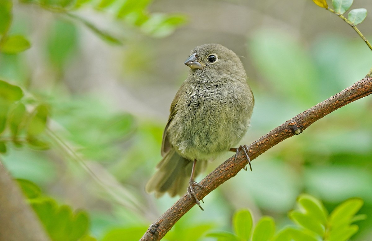 Black-faced Grassquit - ML644610117
