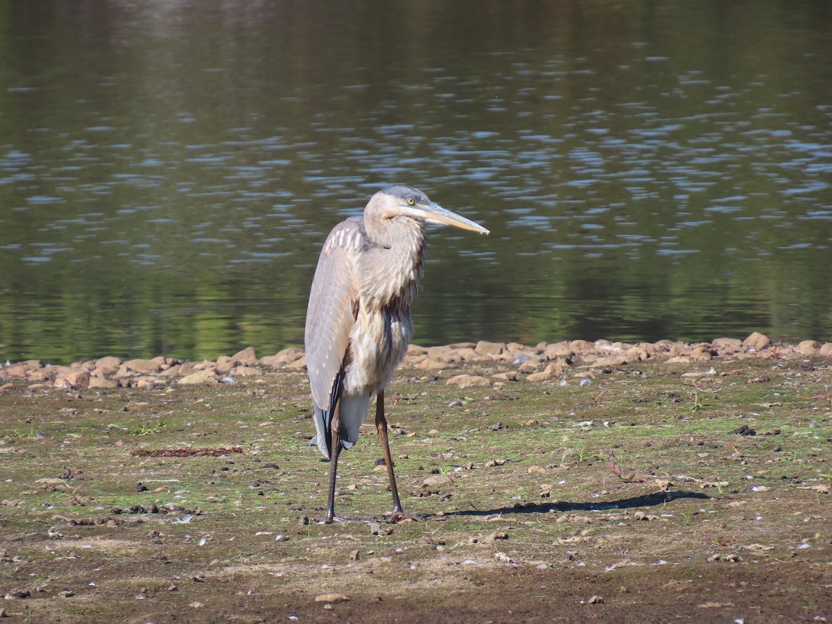 Great Blue Heron - ML644610119