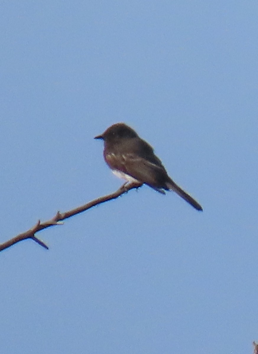 Black Phoebe - ML644610122