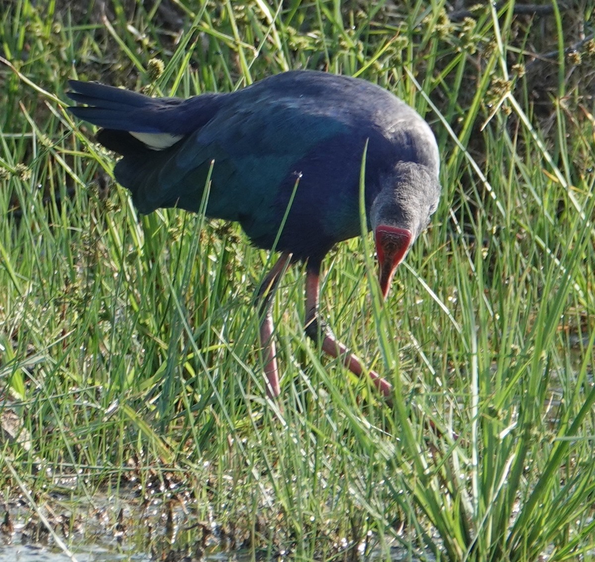 Gray-headed Swamphen - ML644610126