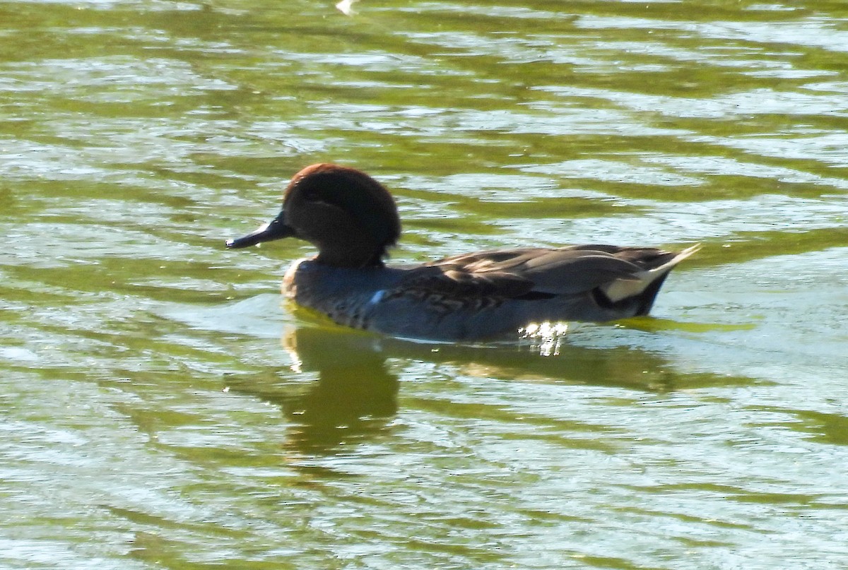 krikkand - ML644610142