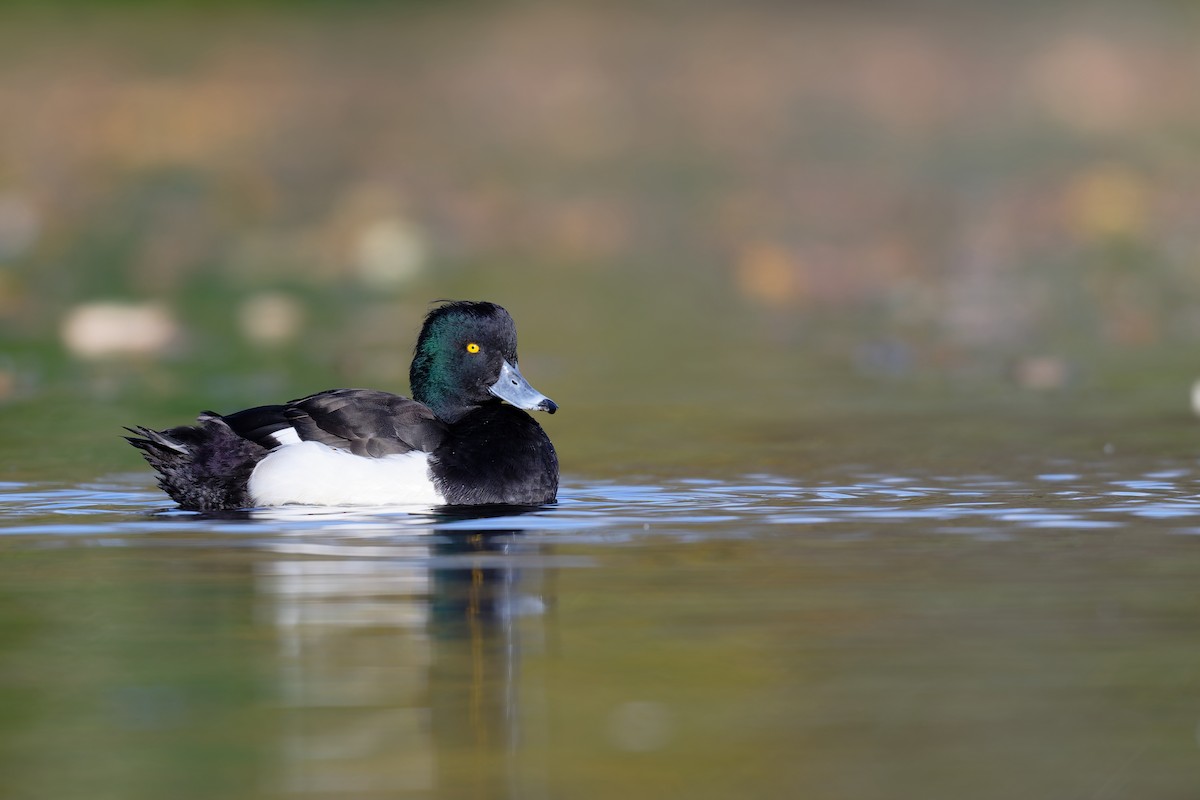 Гэзэгт шумбуур - ML644610146