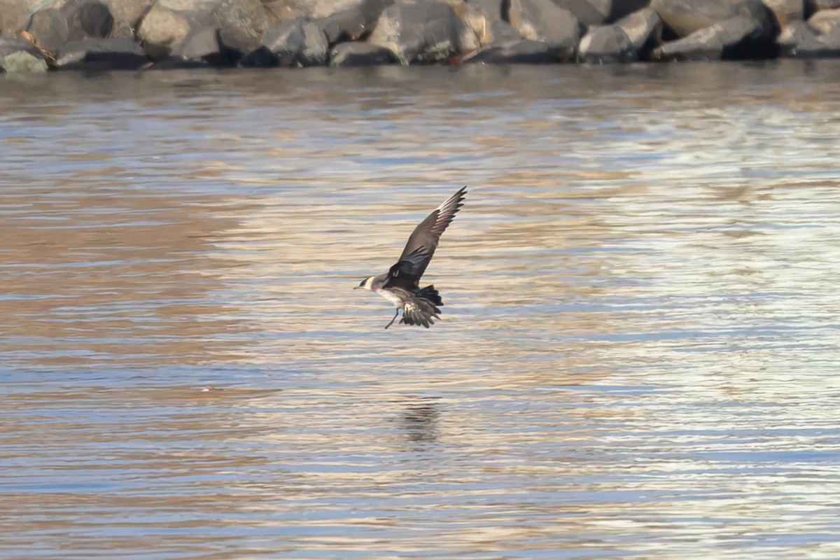 短尾賊鷗 - ML644610151