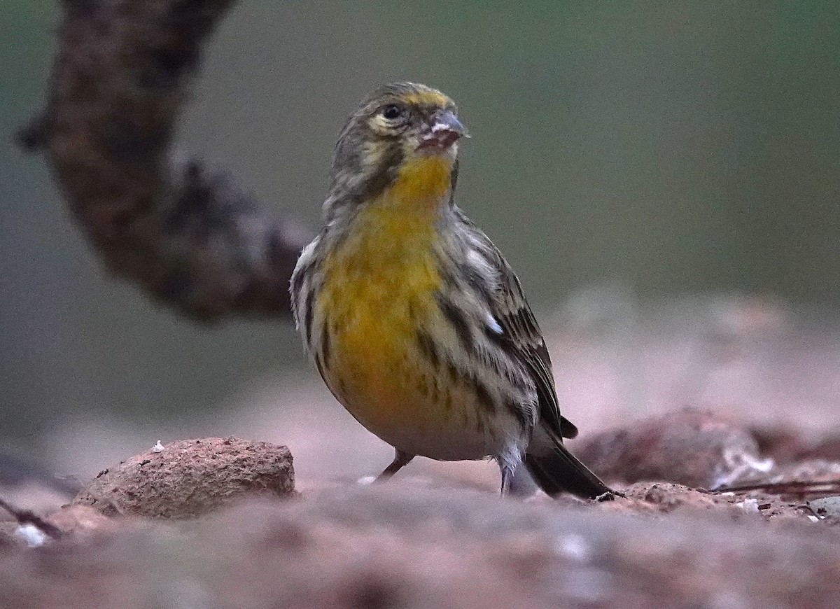 Serin cini - ML644610152