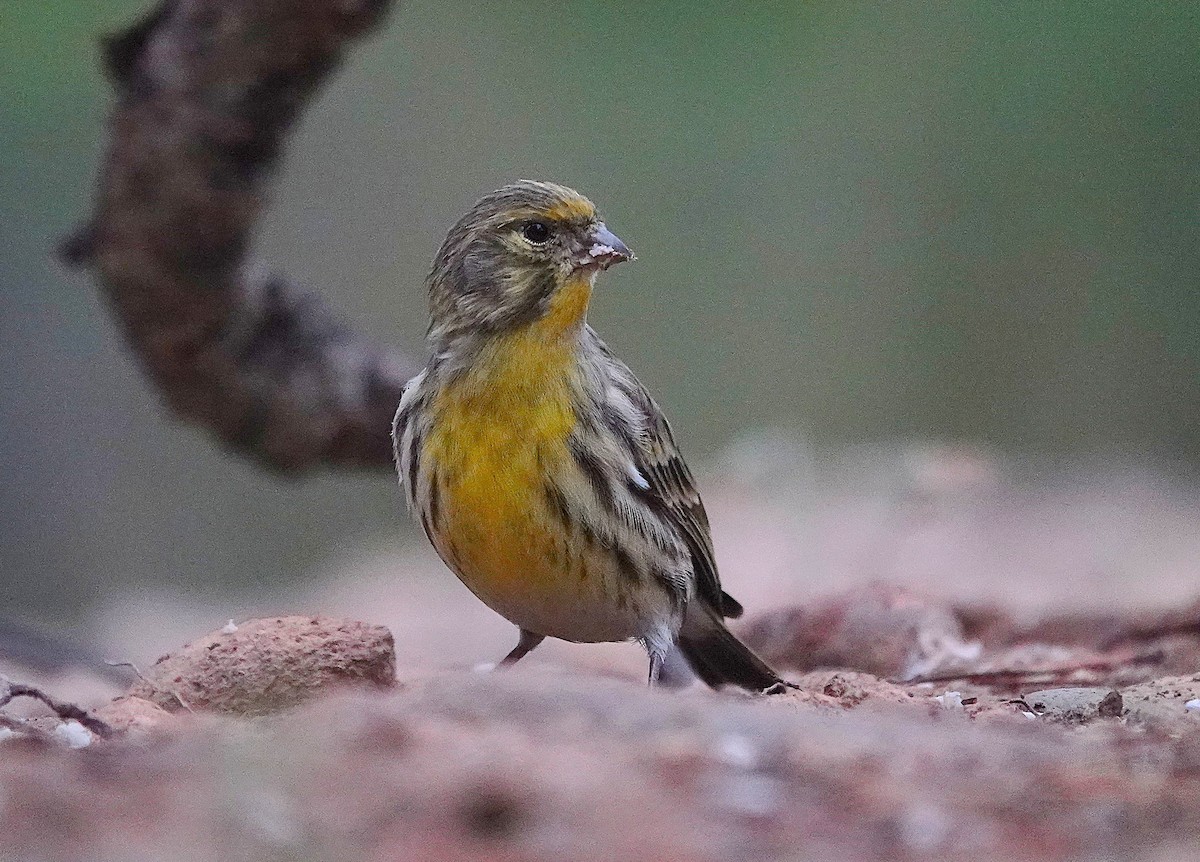 Serin cini - ML644610153