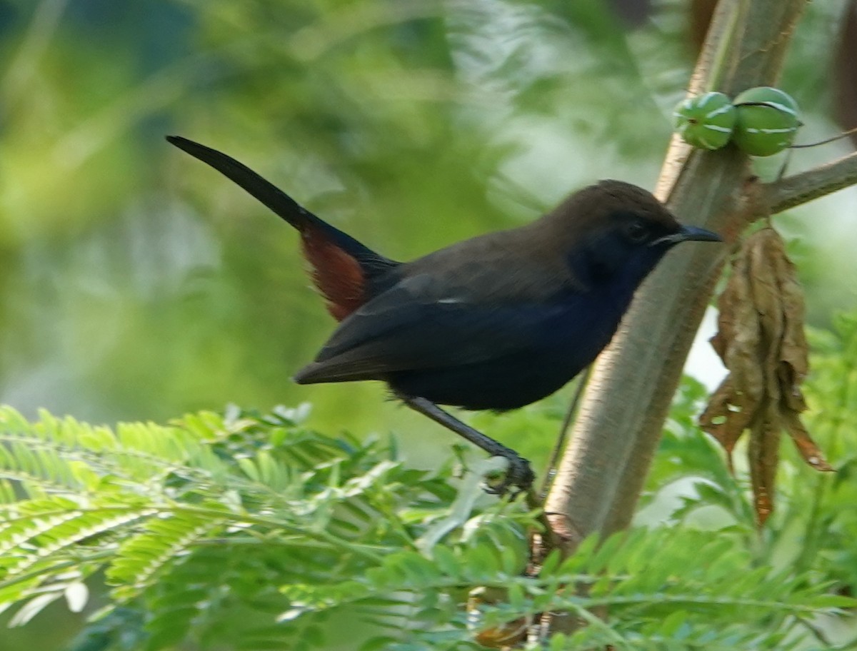 Indian Robin - ML644610160