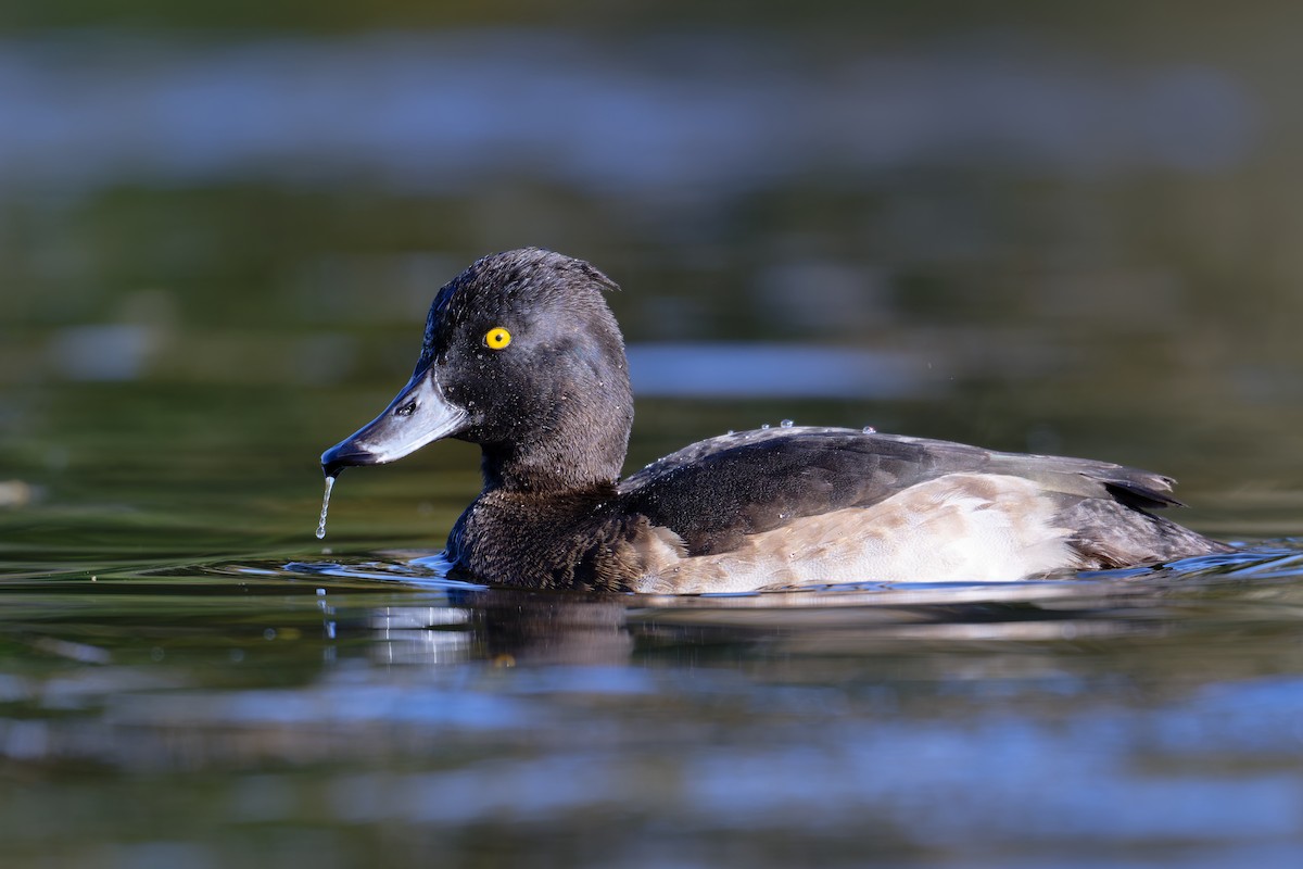 Гэзэгт шумбуур - ML644610161