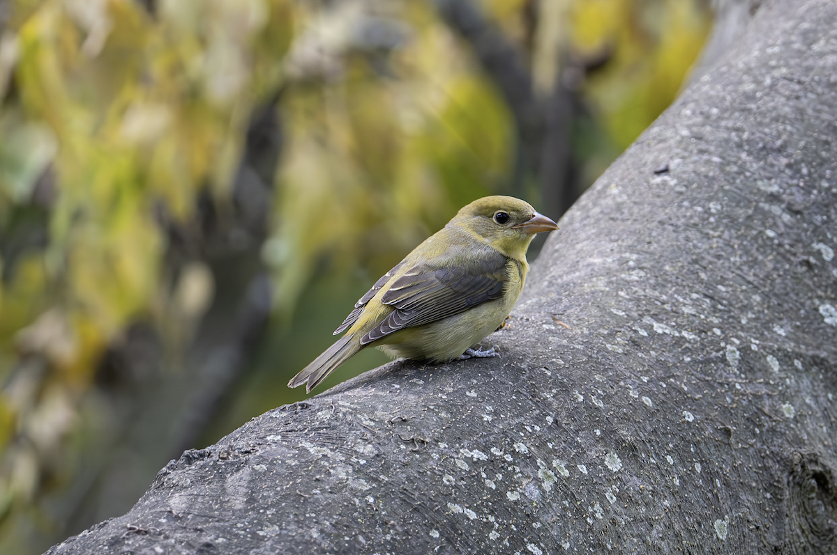 Piranga gorri-beltza - ML644610165