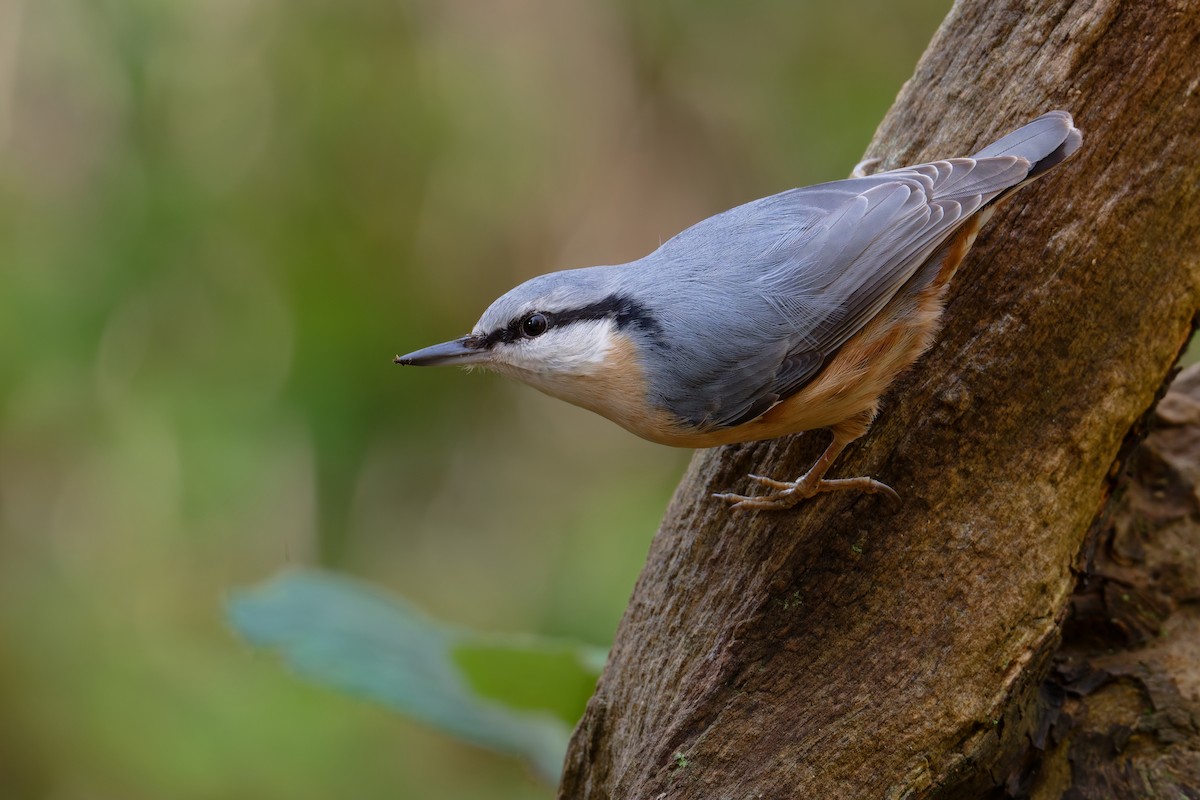 Eurasian Nuthatch - ML644610173
