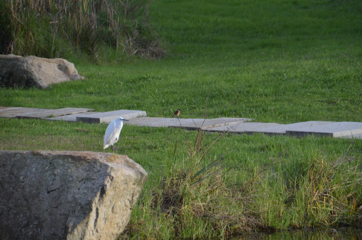 European Stonechat - ML644610174