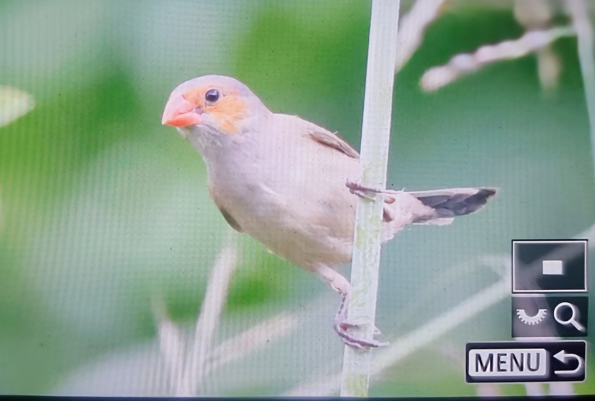 oransjekinnastrild - ML644610175