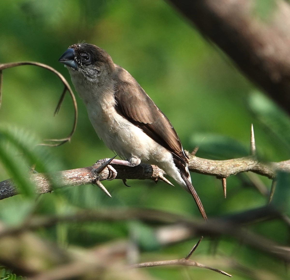 Indian Silverbill - ML644610176