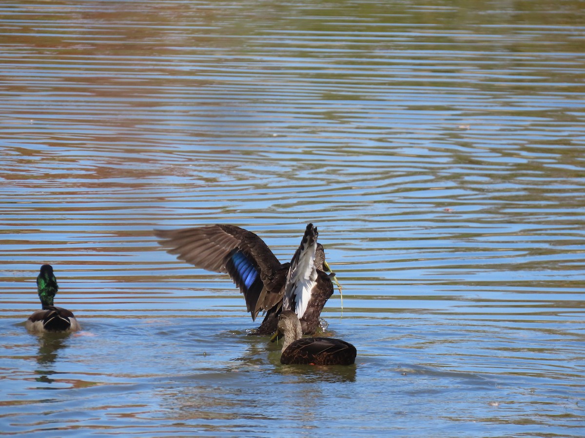 American Black Duck - ML644610177