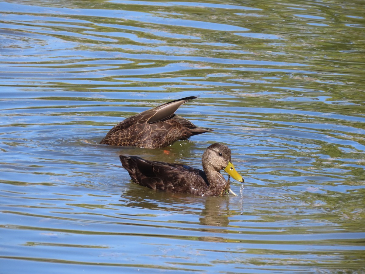 American Black Duck - ML644610178