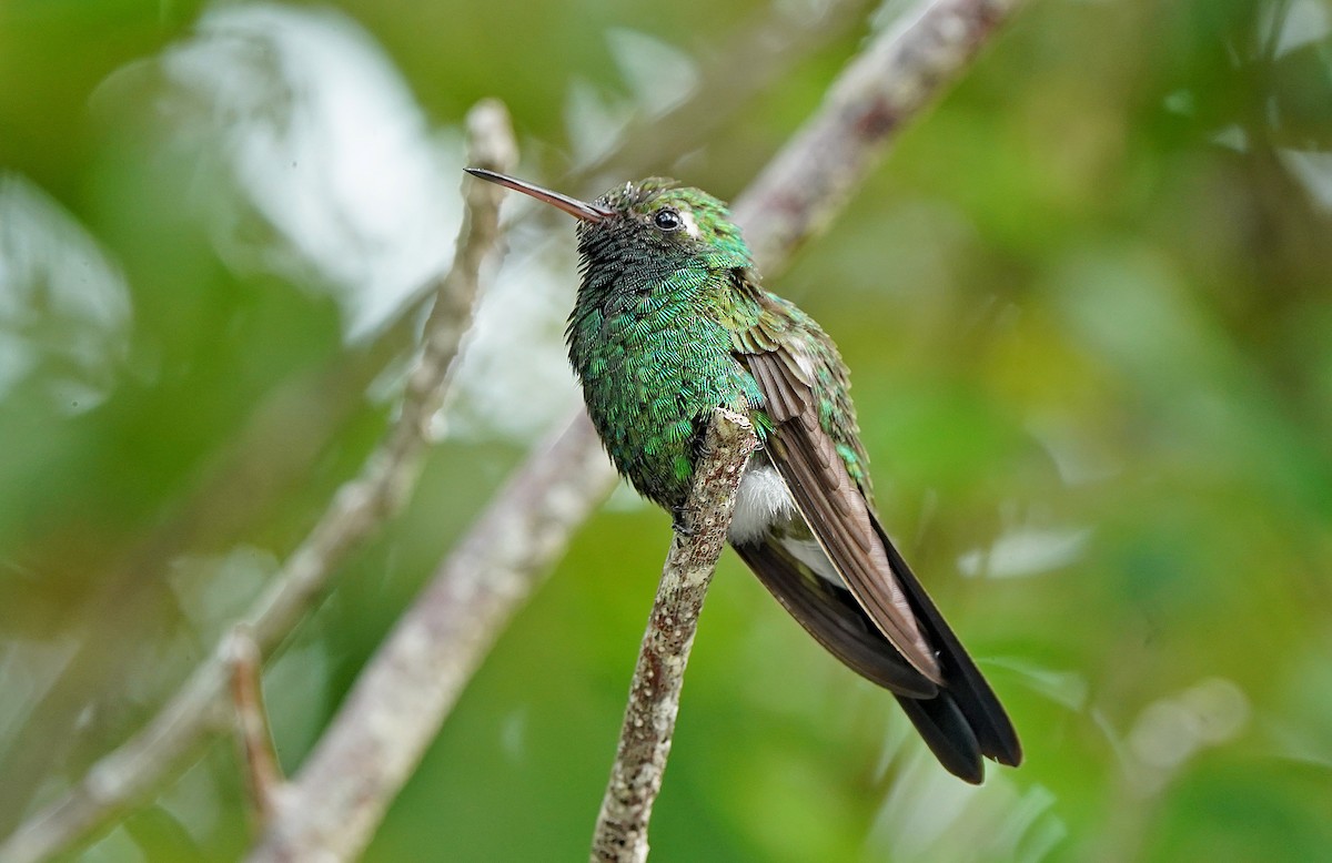 Cuban Emerald - ML644610181