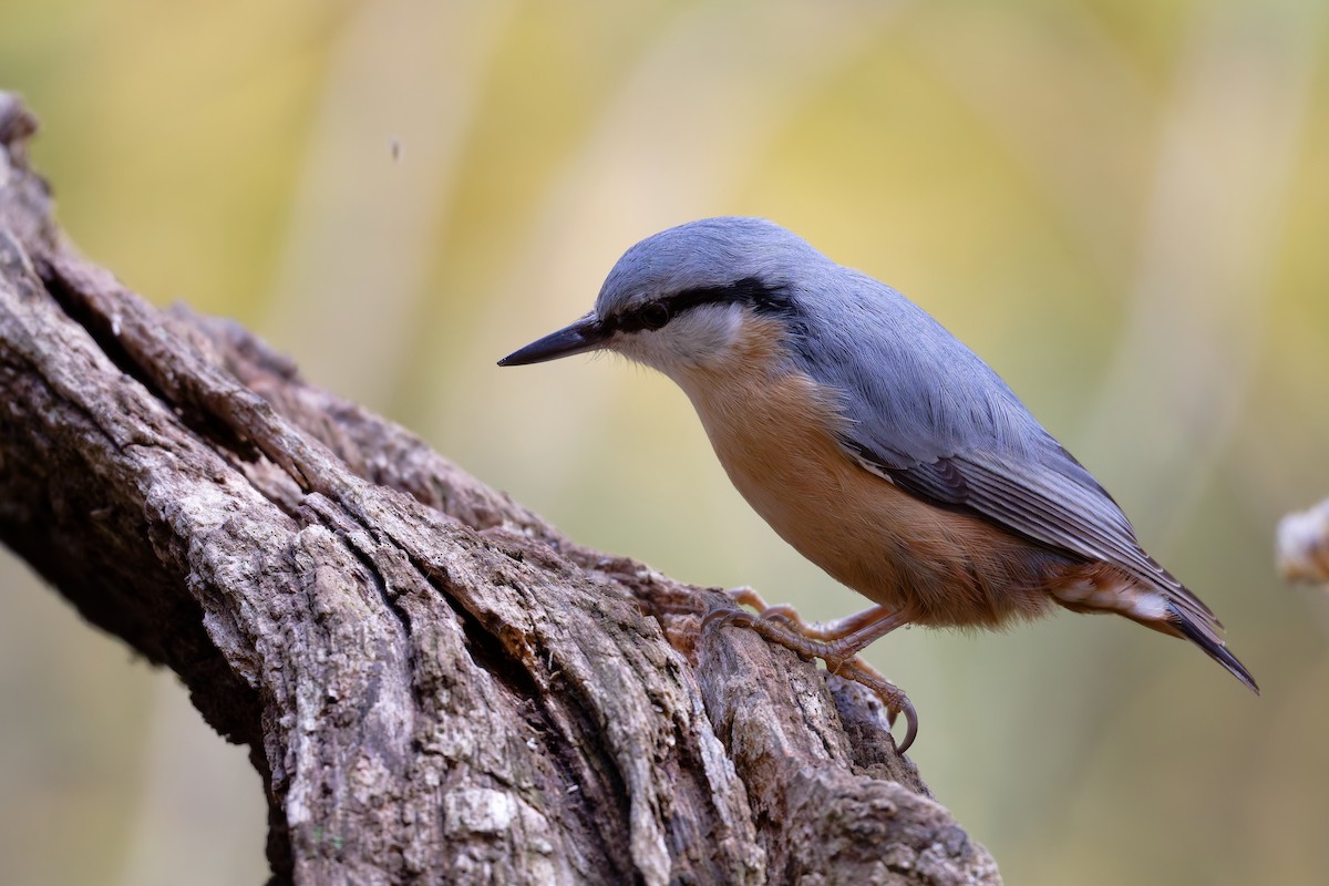 Eurasian Nuthatch - ML644610182