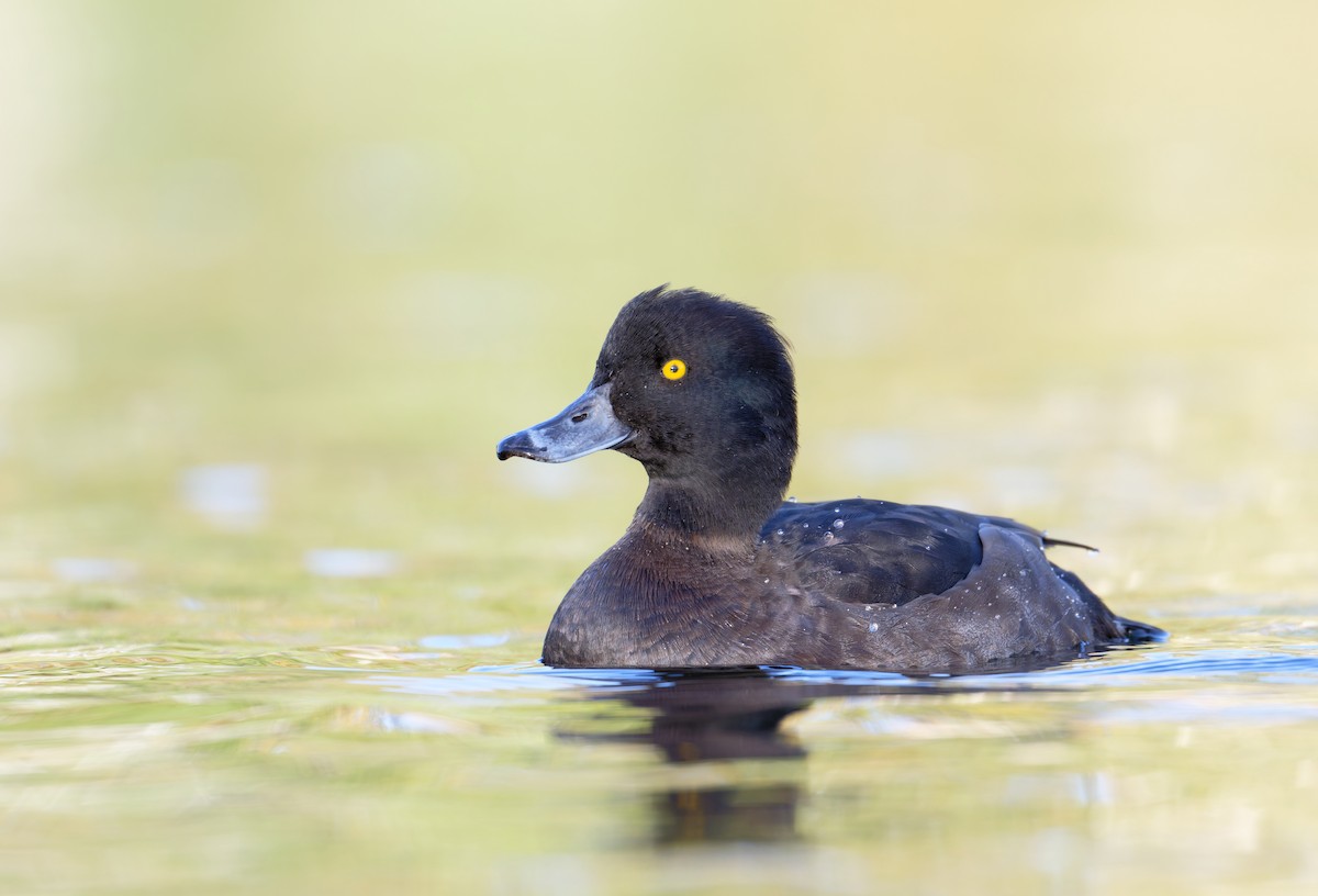 Гэзэгт шумбуур - ML644610188