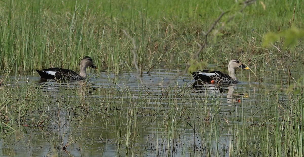 Indian Spot-billed Duck - ML644610190