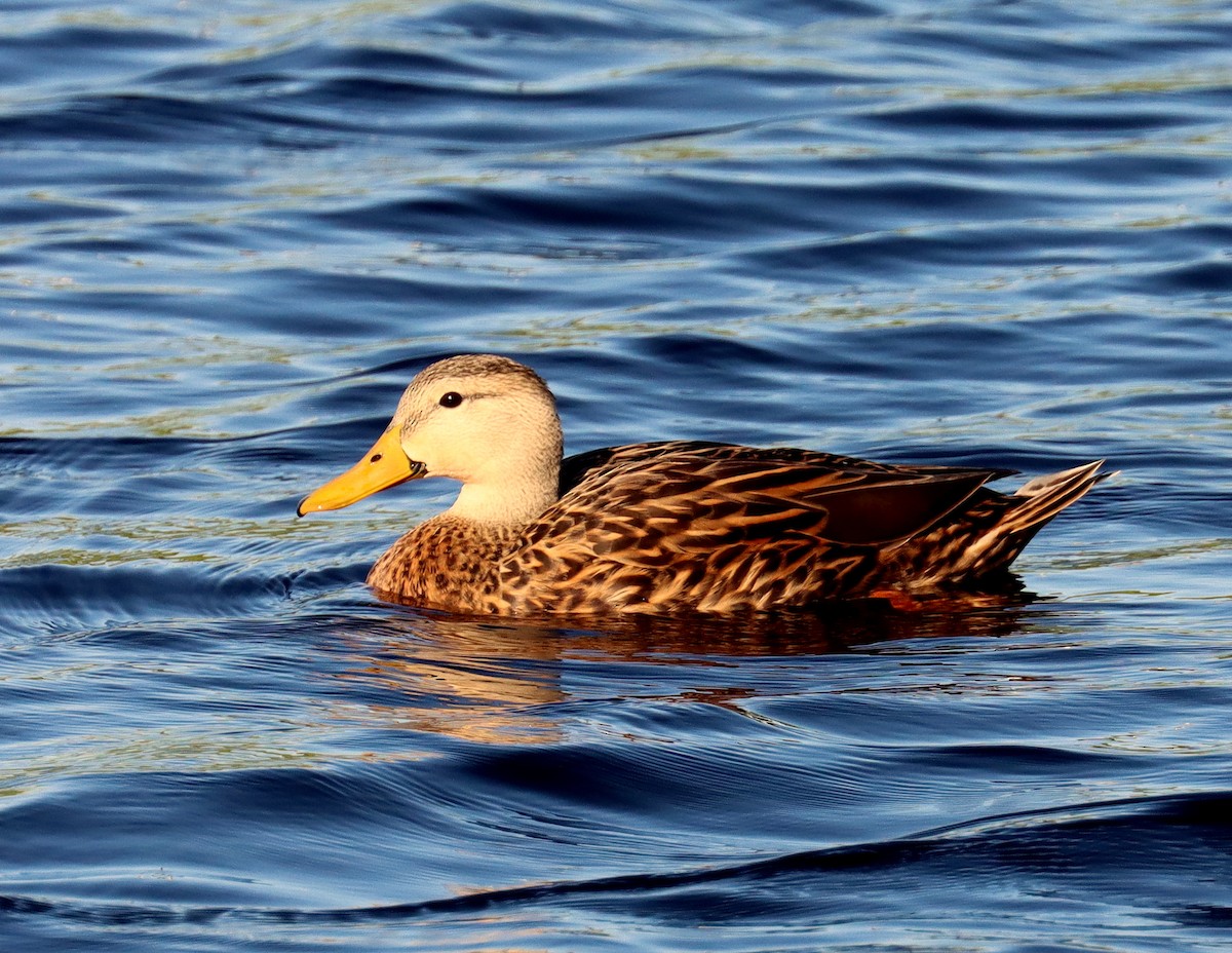 kachna pobřežní (ssp. fulvigula) - ML644610196