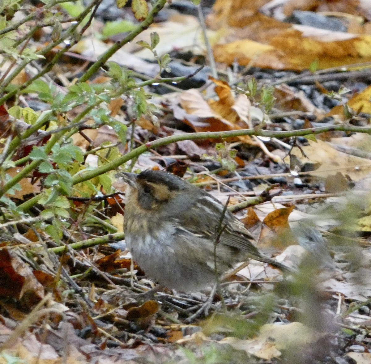 Nelson's Sparrow - ML644610197