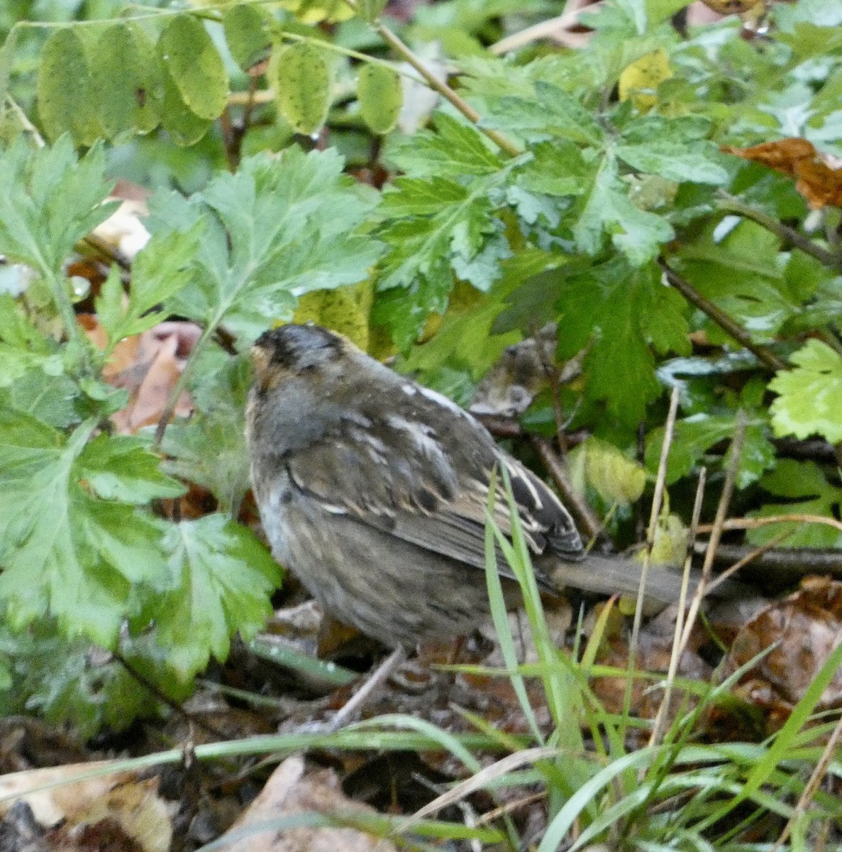 Nelson's Sparrow - ML644610198