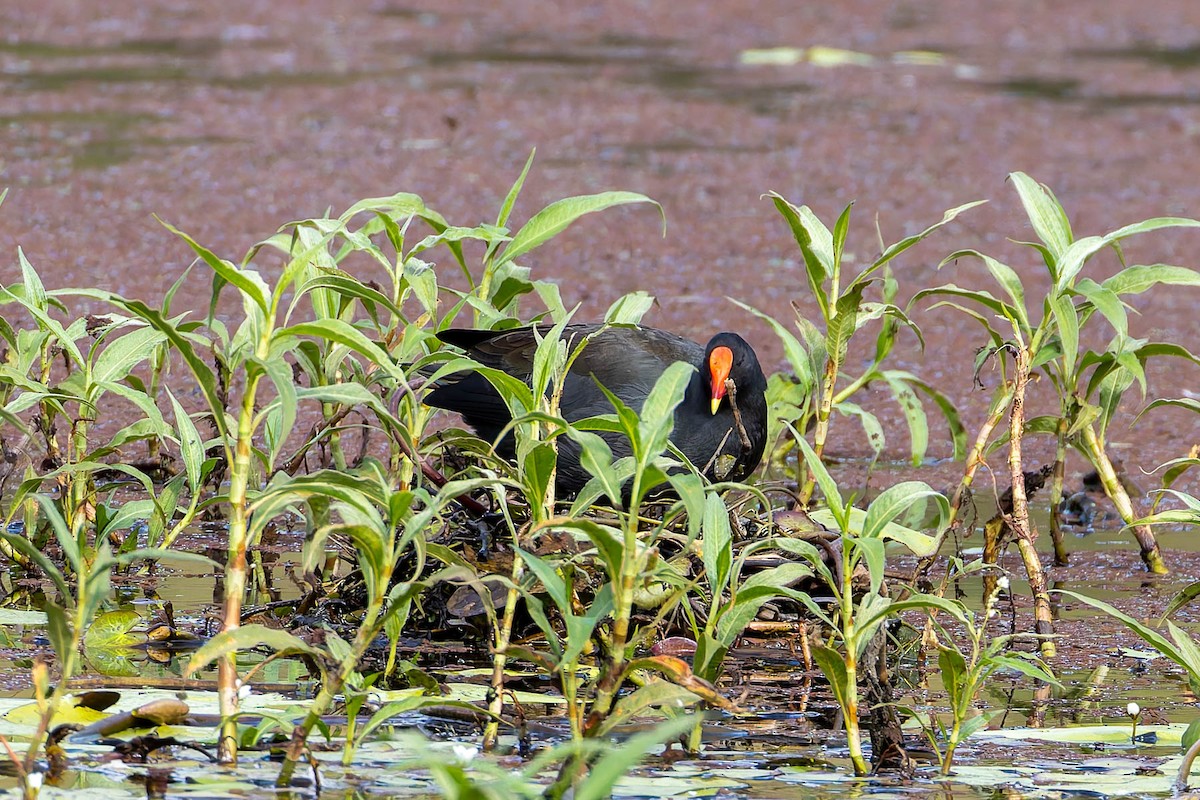 australsivhøne - ML644610200