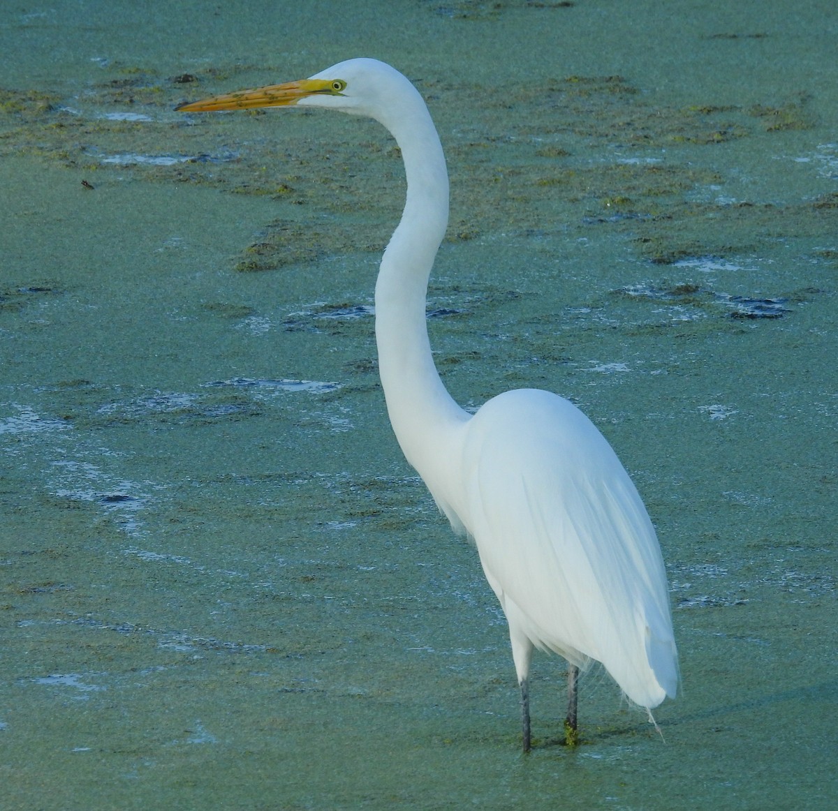 Great Egret - ML644610216