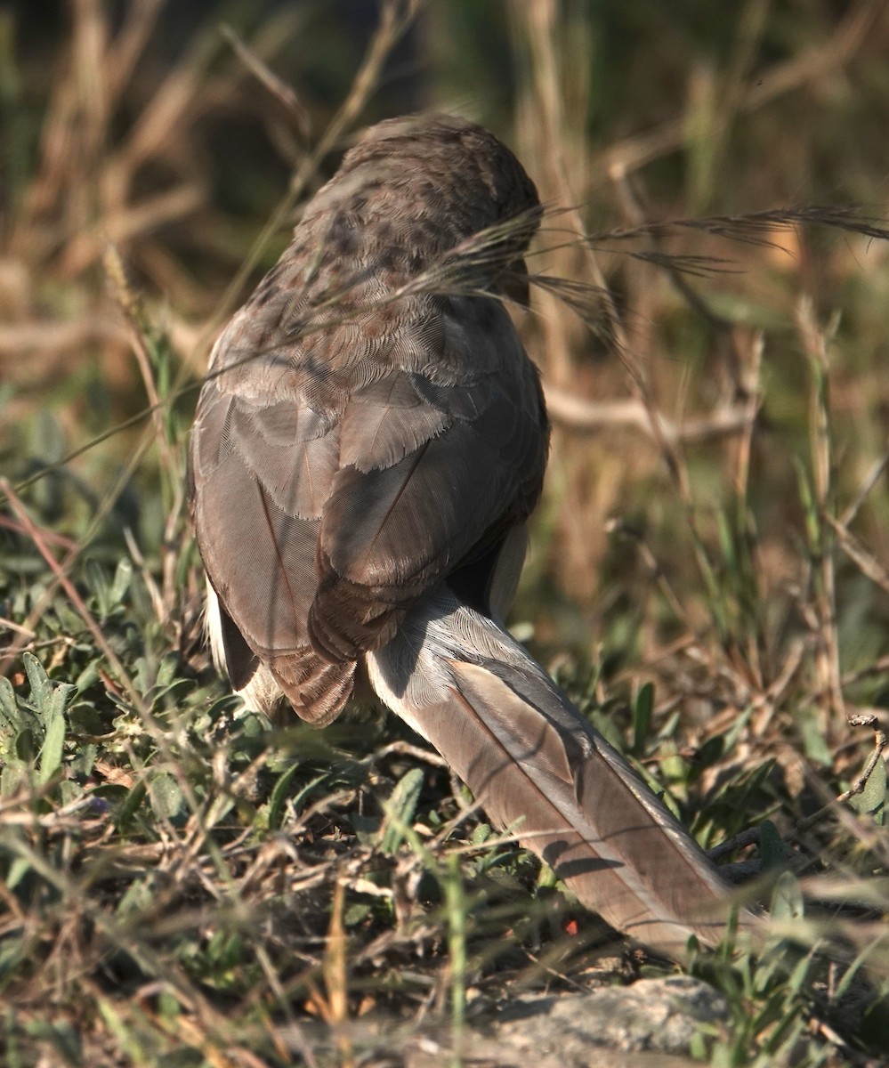 Large Gray Babbler - ML644610217