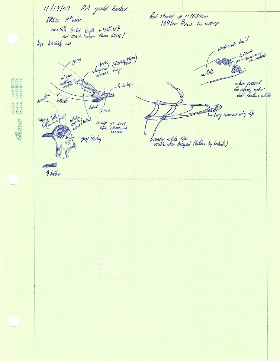 Franklin's Gull - ML644610222