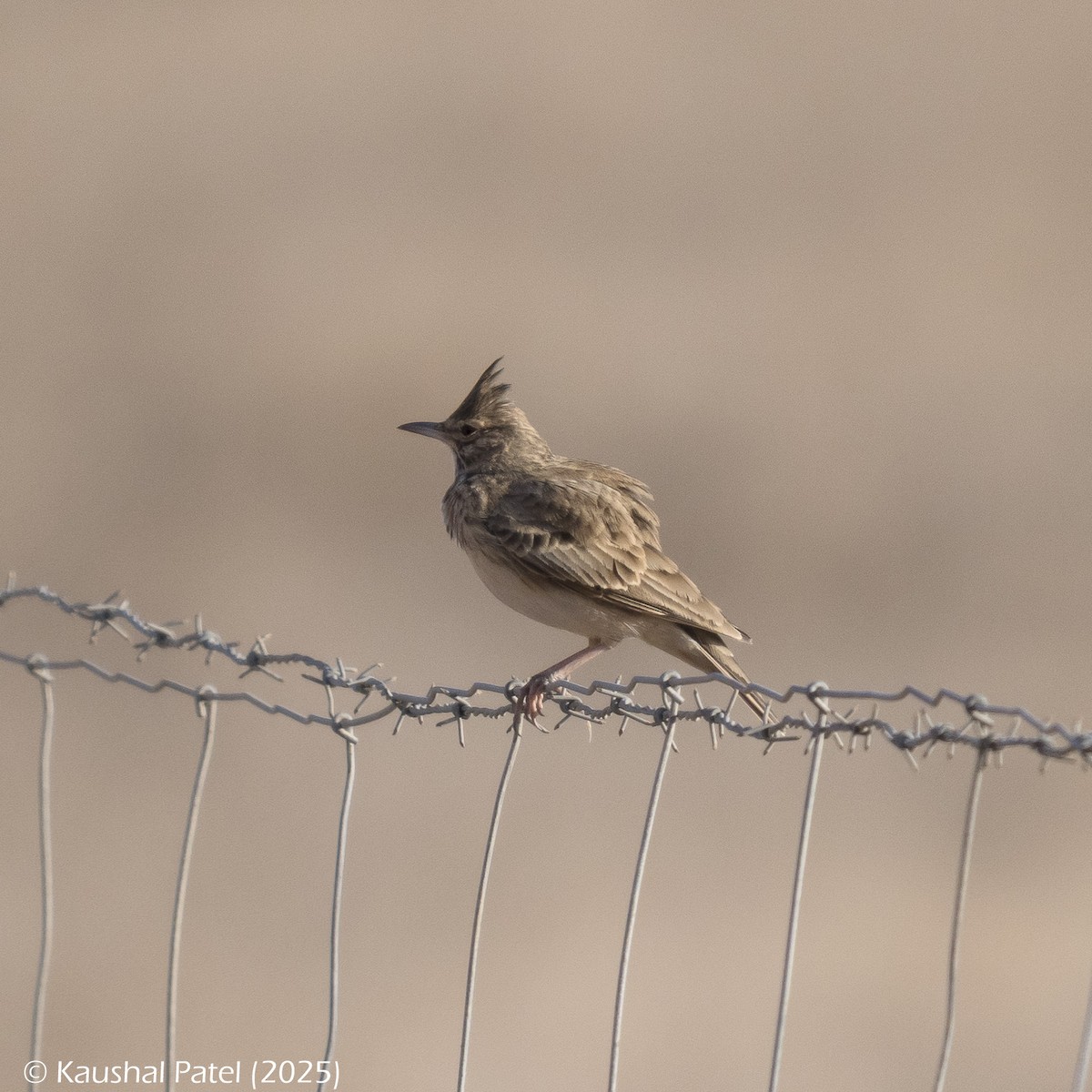 Согсоот болжмор - ML644610226