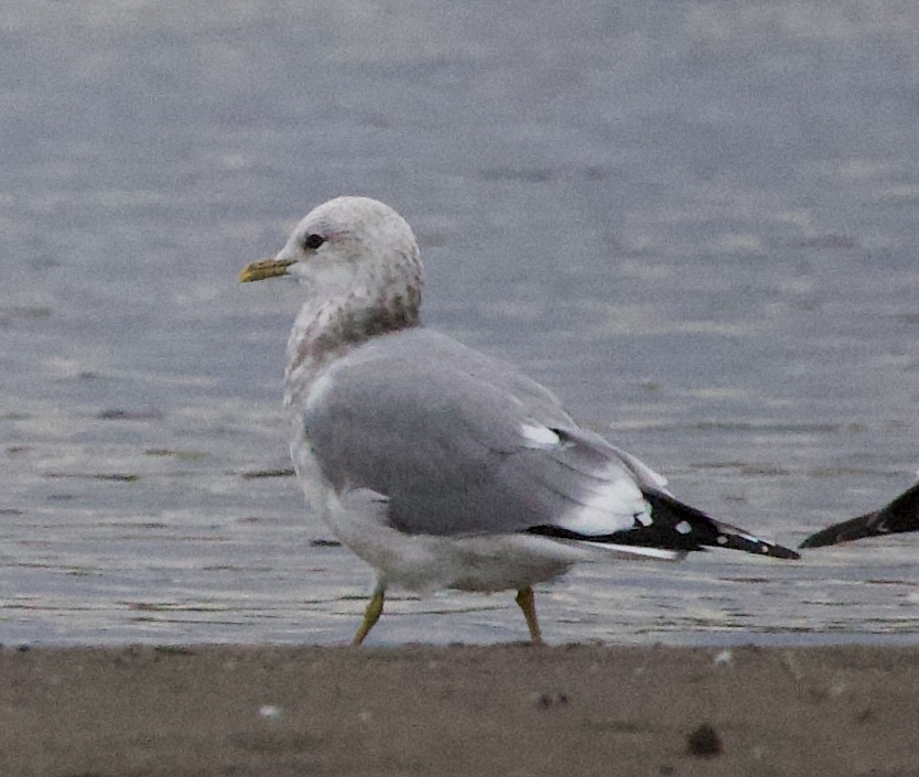 コカモメ - ML644610233