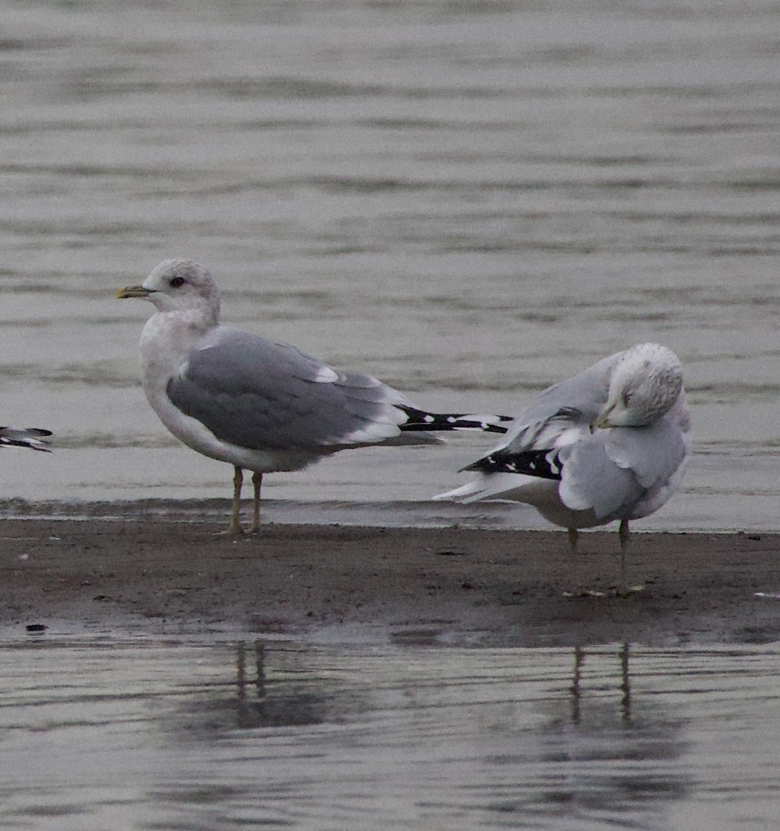 コカモメ - ML644610234