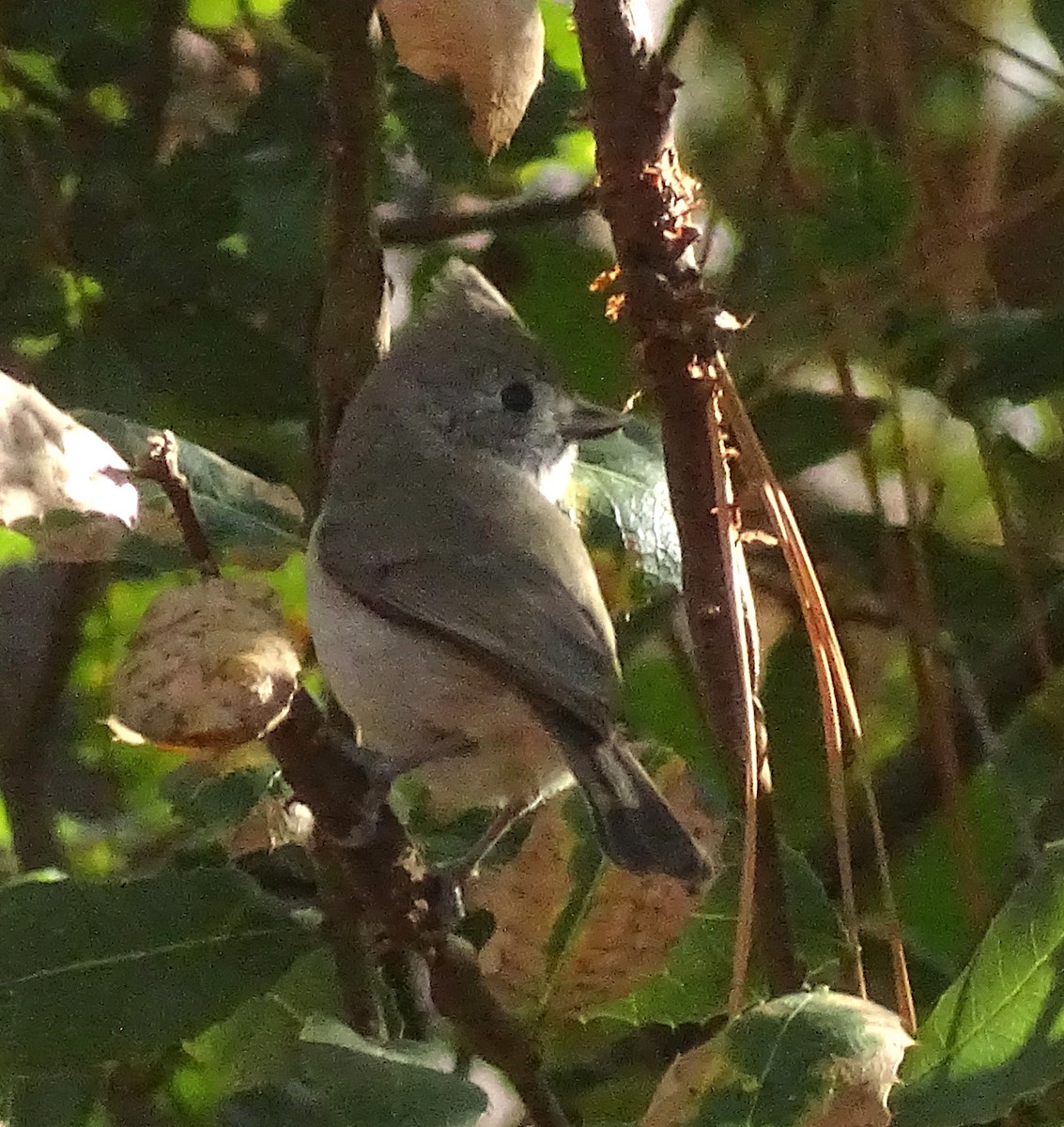 Oak Titmouse - ML644610235